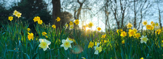 The Perfect Birthday Gift, March Birth Flowers